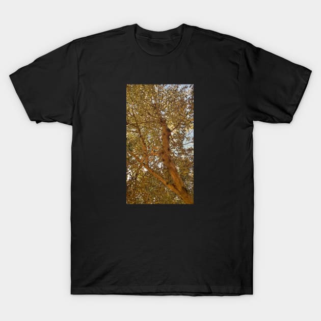 Olive Tree 9 T-Shirt by dhphotography